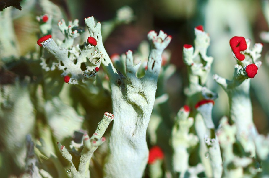 Лишайник кладония зернышковый