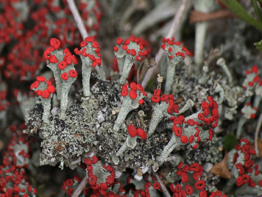 Цветение снега