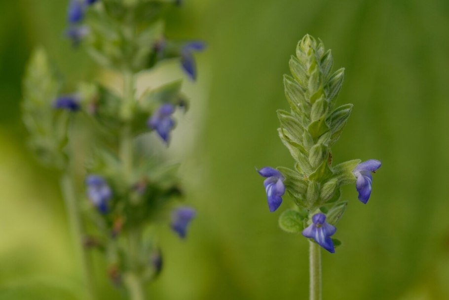 Шалфей узколистный чиа