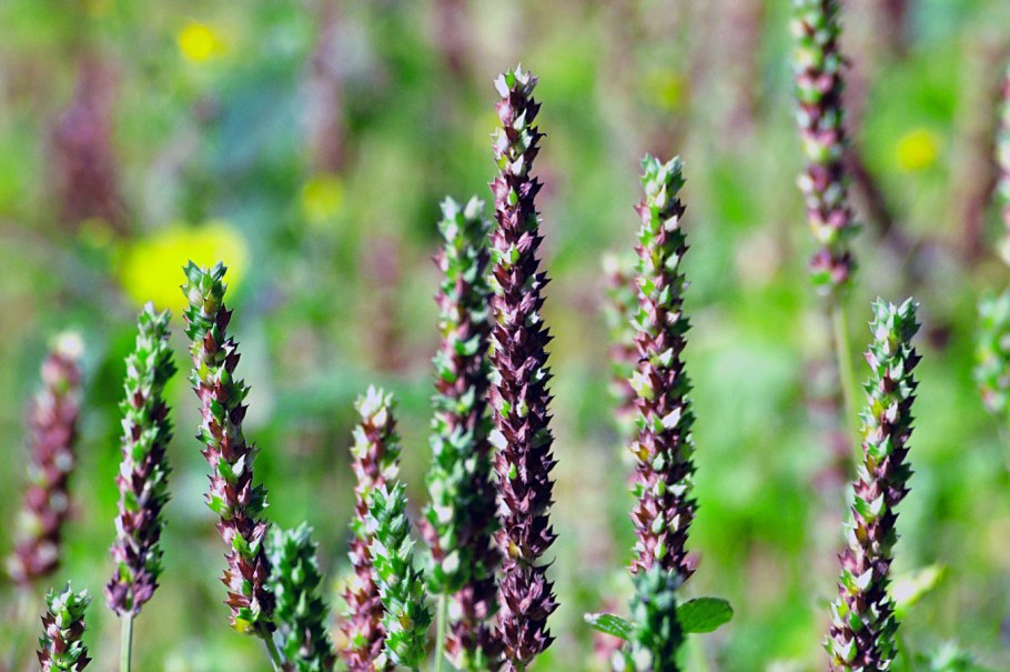 Шалфей испанский чиа