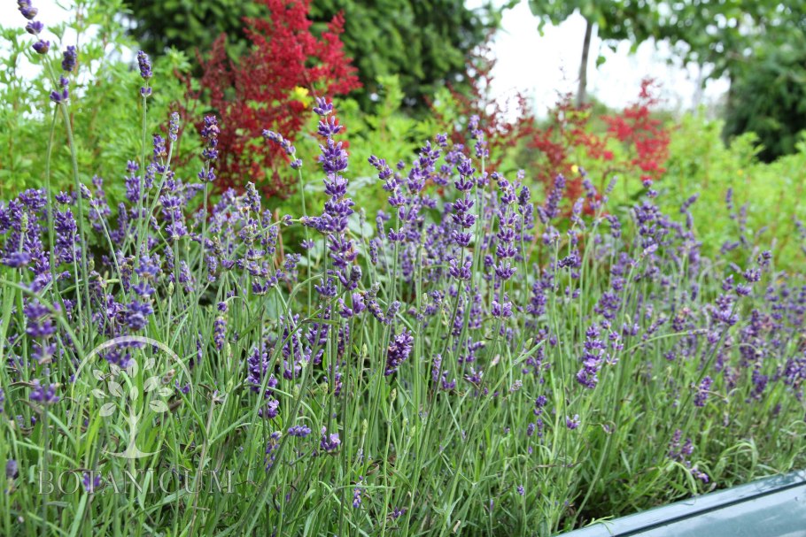 Чиа (растение) Флора Южной Америки