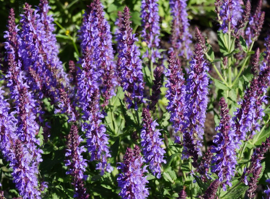 Шалфей Майнахт