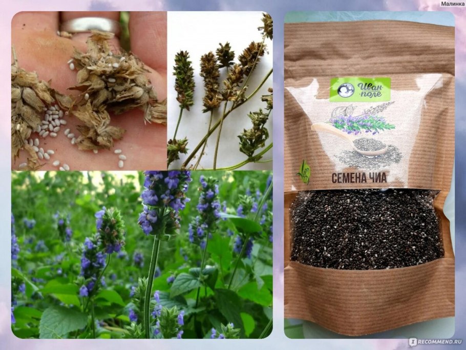 Лаванда шаровидная