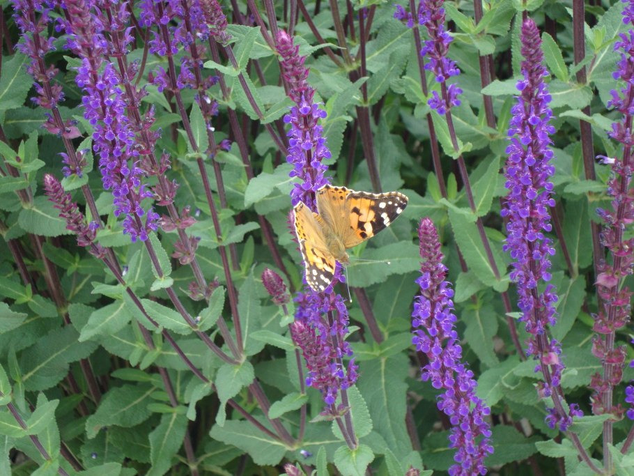 Шалфей пурпурнолистный