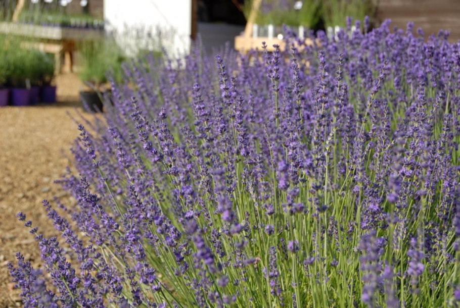 Декоративный шалфей цветение