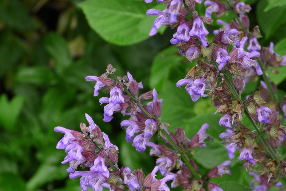 Шалфей испанский чиа