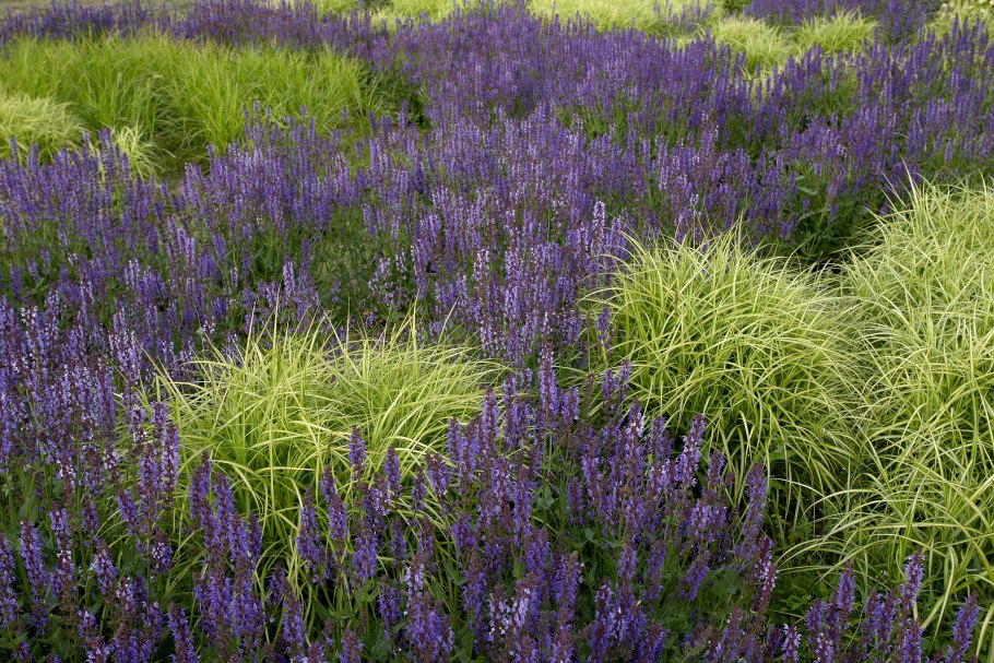 Лаванда английская Манстед