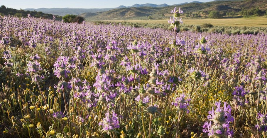 Шалфей испанский чиа
