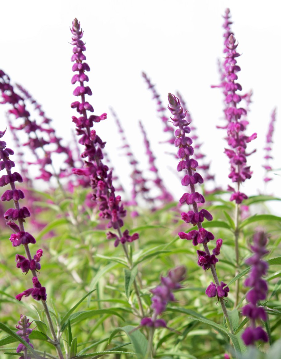 Лаванда узколистная rosea