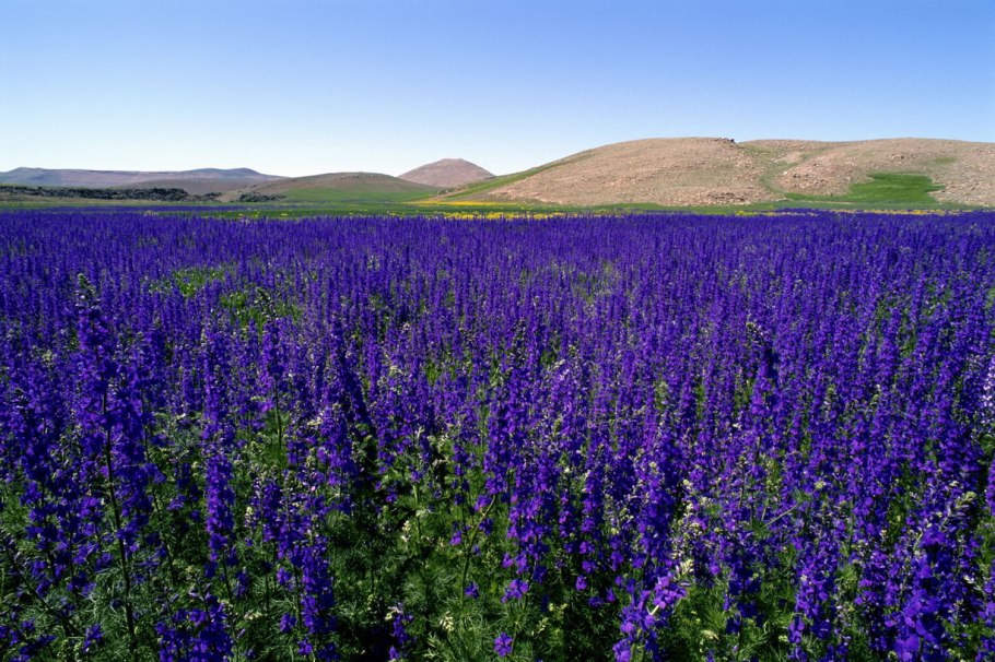 Многолетники Вероника длиннолистная