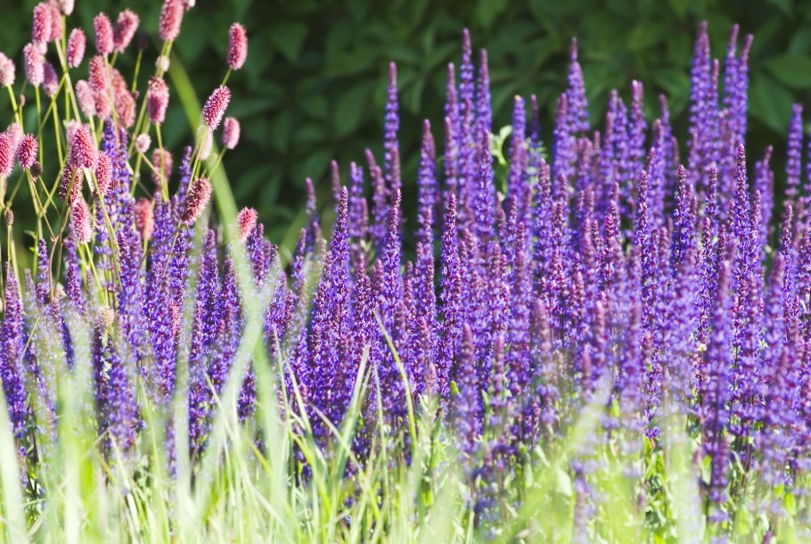 Шалфей дикий Луговой