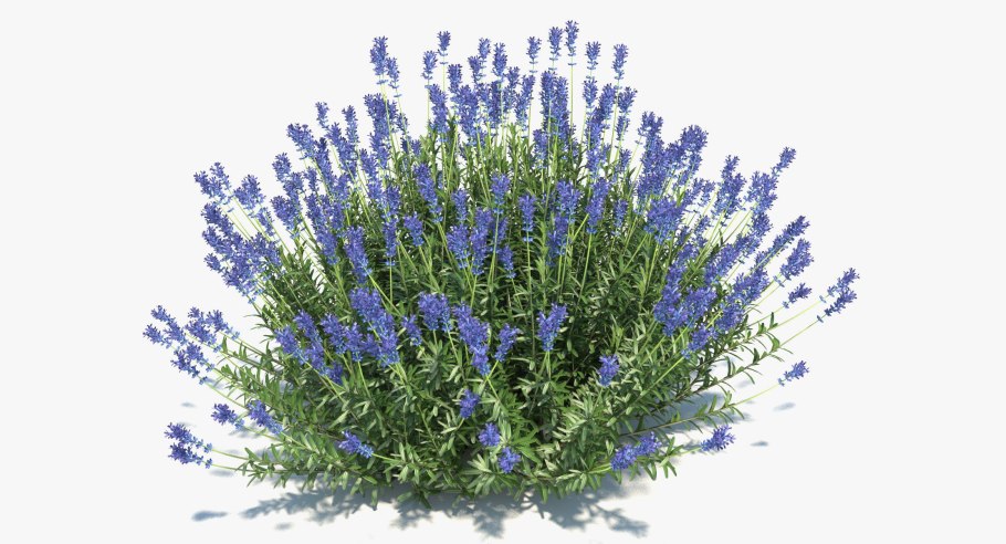 Кипрей это сорная трава