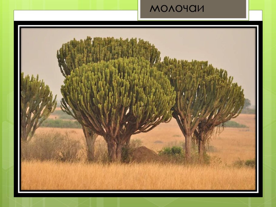 Растения саванны с описанием