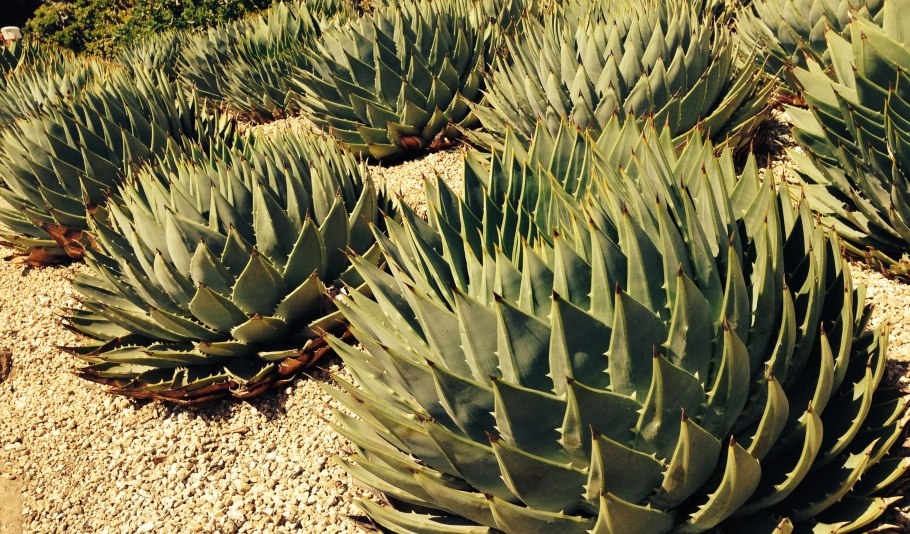 Природные зоны Африки контурная карта