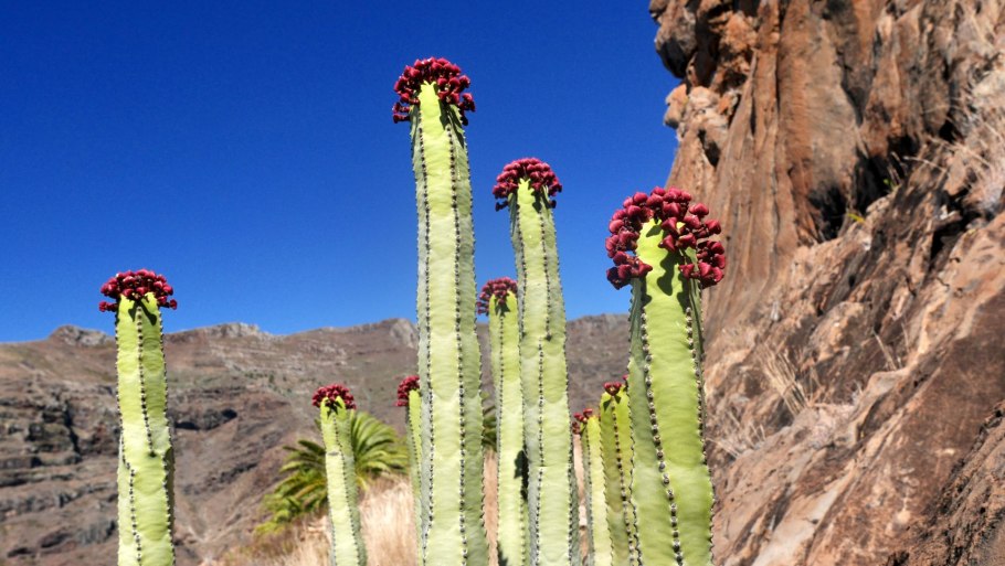Стрелиция Королевская Флора Южной Африки