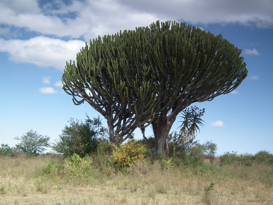 Аризона Агава