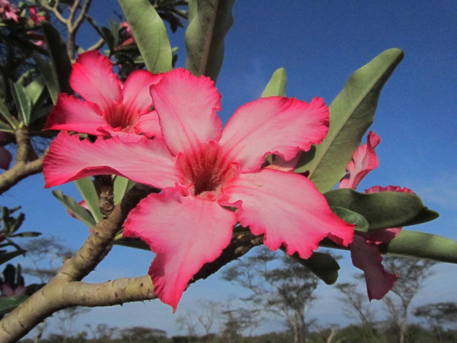 Национальный парк Сагуаро штат Аризона