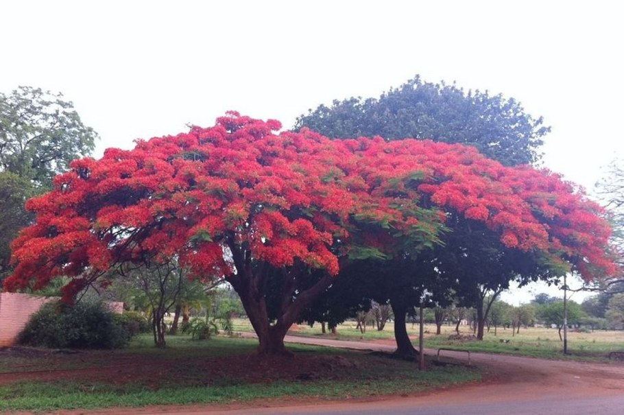 Мексика пустыня молочай