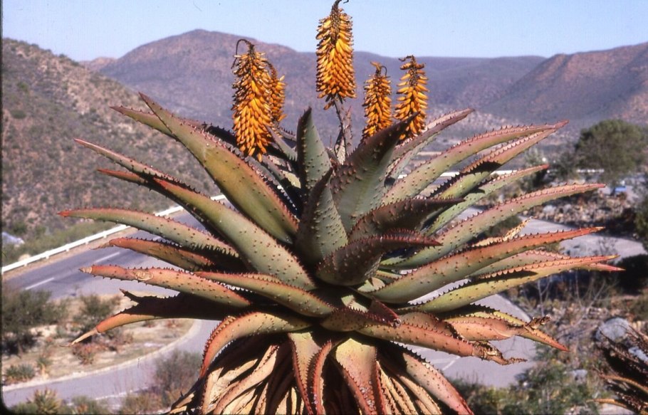 Финиковая Пальма сообщение