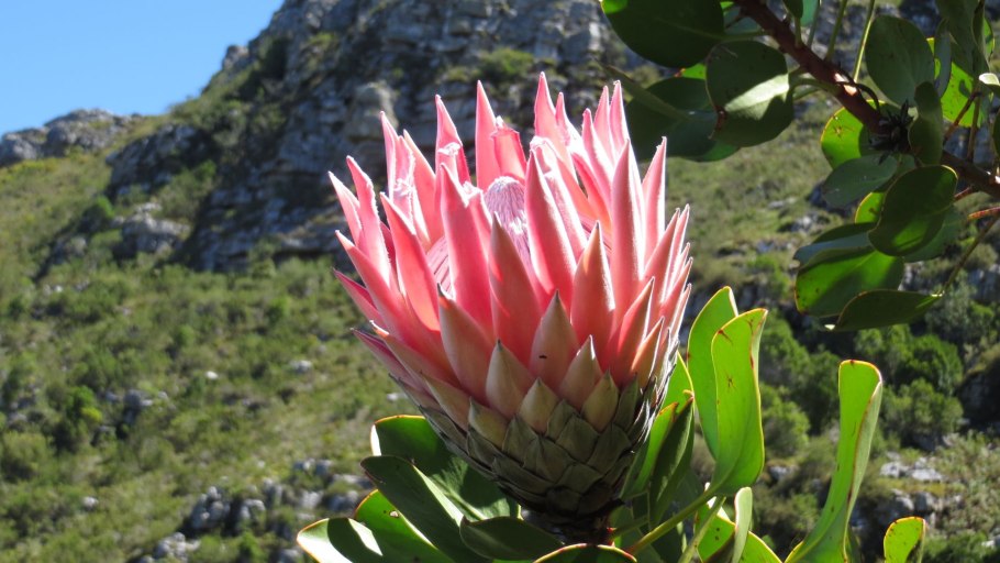 Зонтичная Акация в Африке