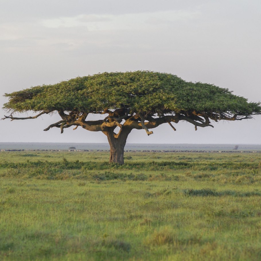 Фикус Сельва