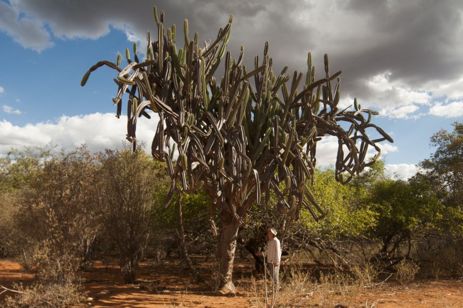 Африканская зонтичная Акация