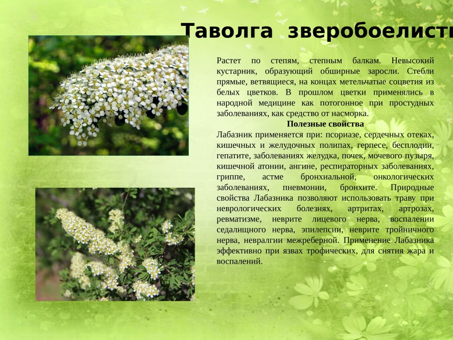 Лекарственные растения и их свойства на английском