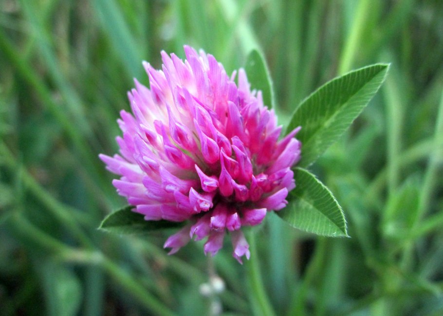 Клевер Витязь Луговой