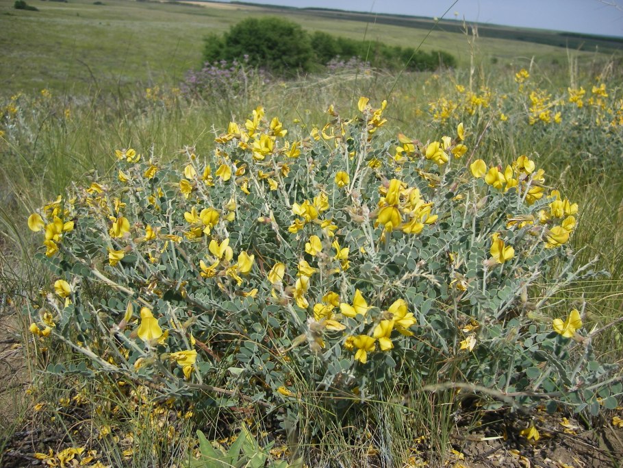 Майкараган Волжский — Calophaca wolgarica