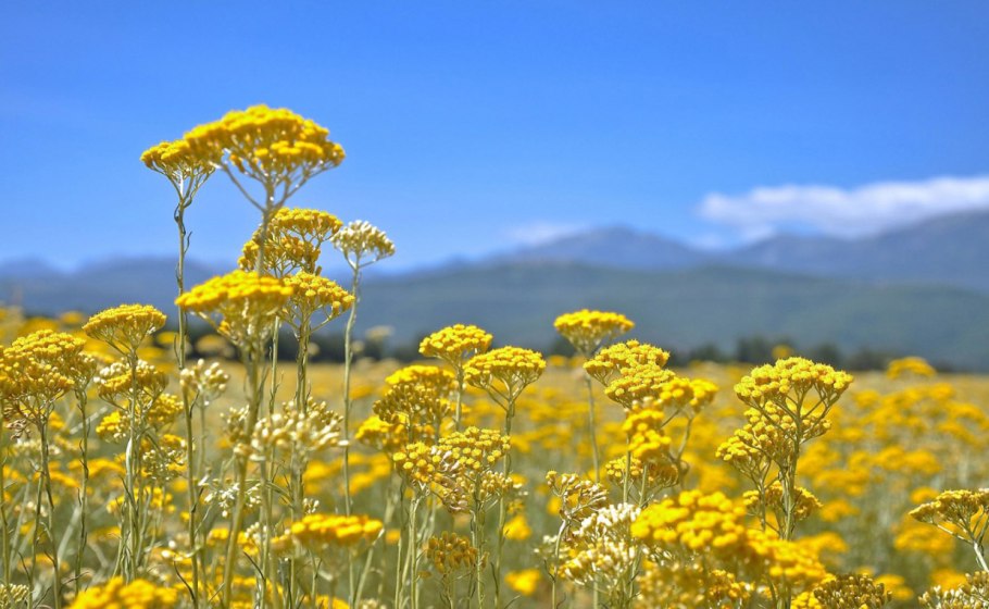 Бессмертник песчаный (цмин).