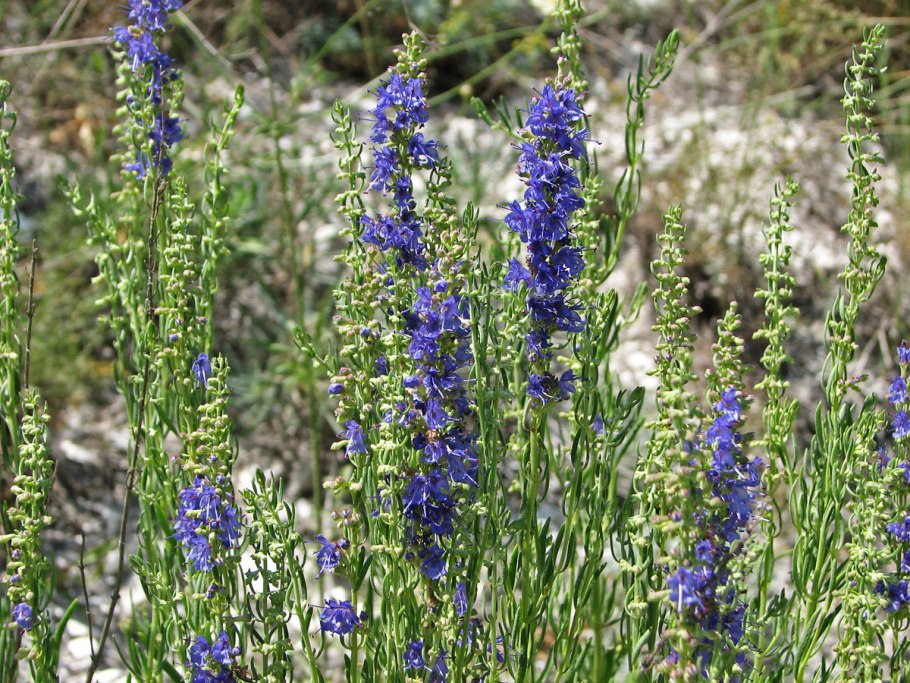 Иссоп меловой Hyssopus cretaceus