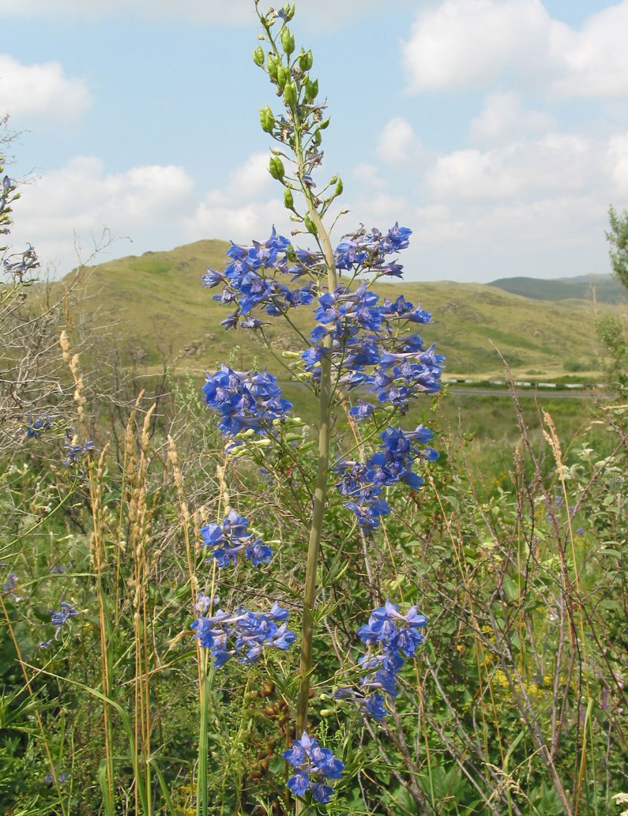 Delphinium dictyocarpum