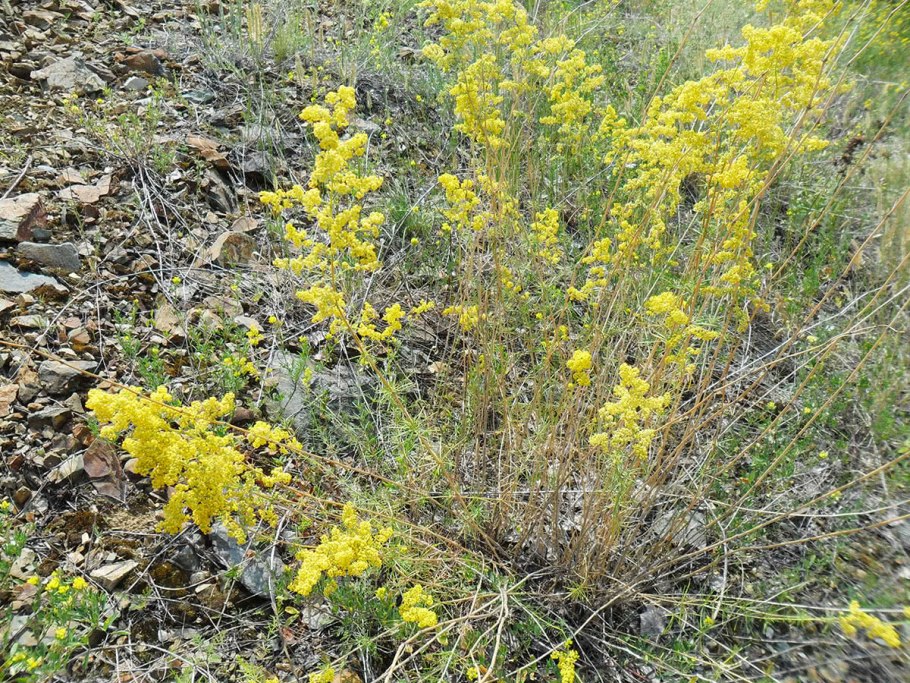 Подмаренник настоящий чай