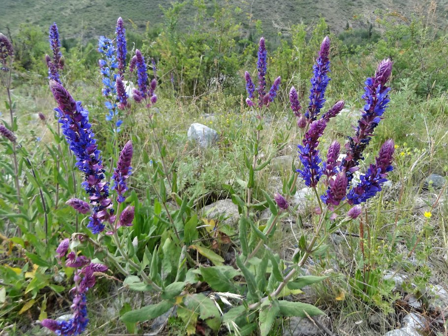 Шалфей Луговой медонос