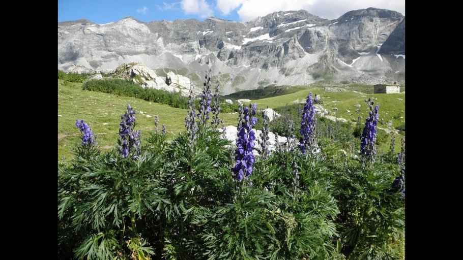 Цветок Аконит джунгарский