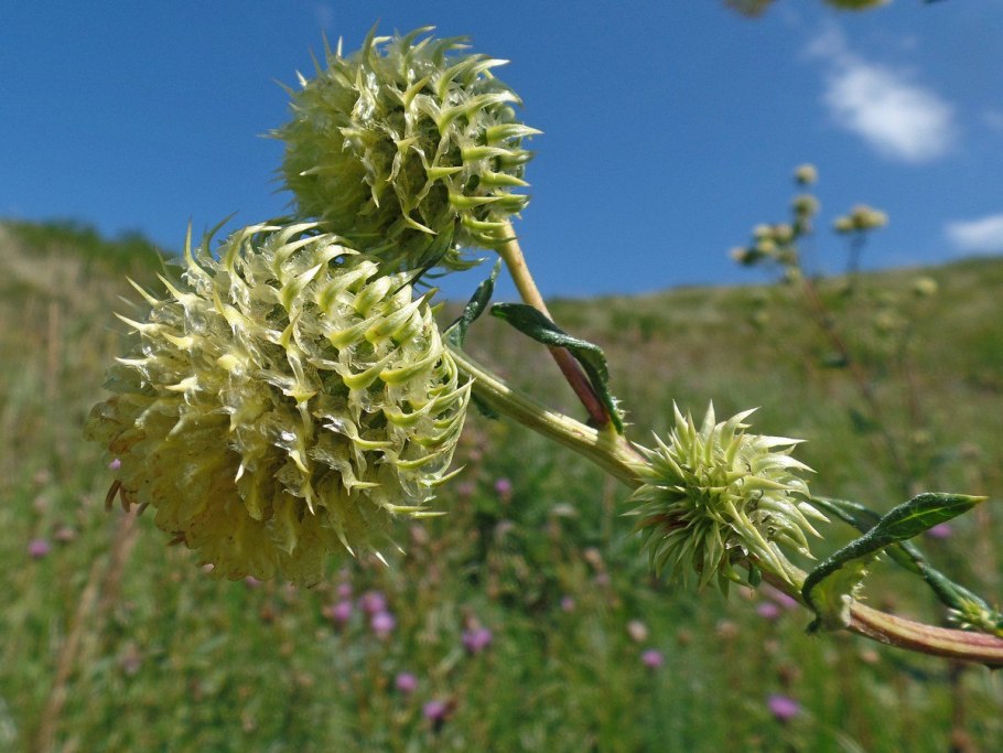 Альфредия поникшая