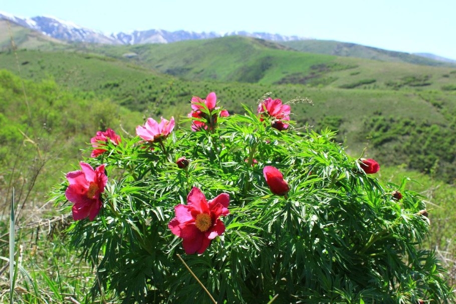 Пион уклоняющийся Марьин корень