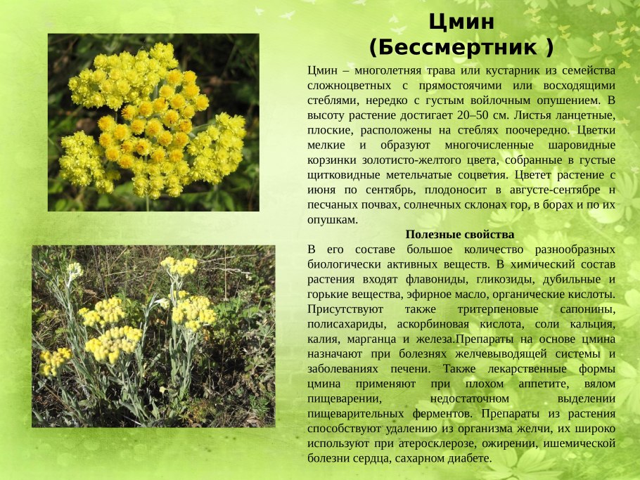 Сложноцветные кустарники