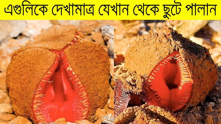 Гиднора Африканская