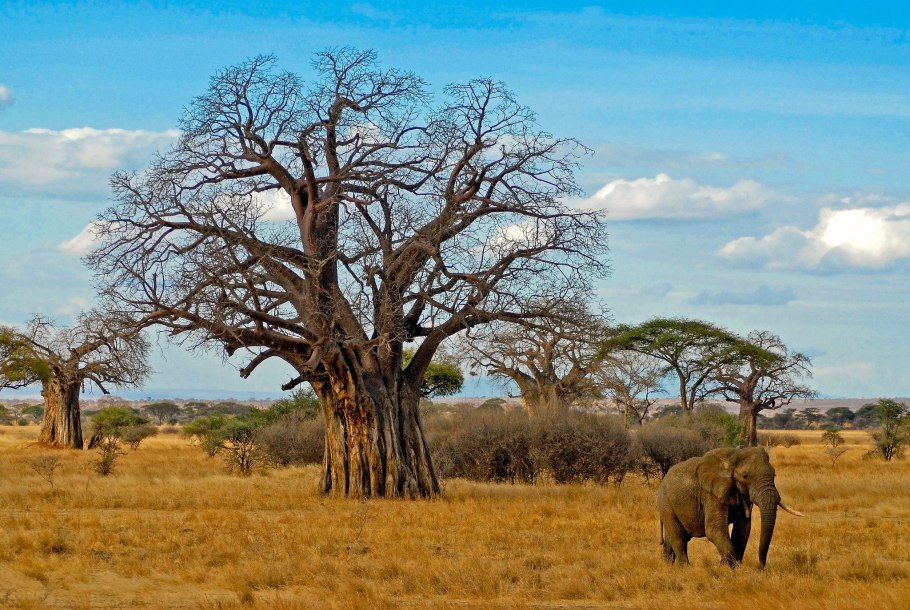 Либерия Саванна