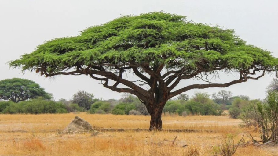 Экзотические растения коллаж