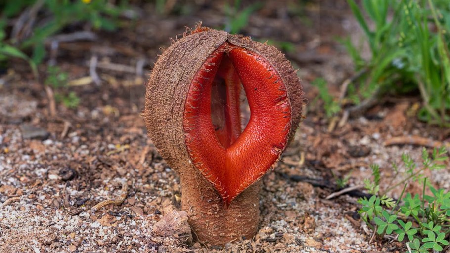 Африканская зонтичная Акация