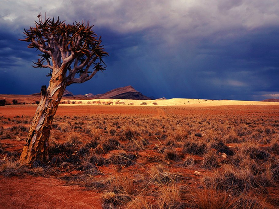 Зонтичная Акация в Африке