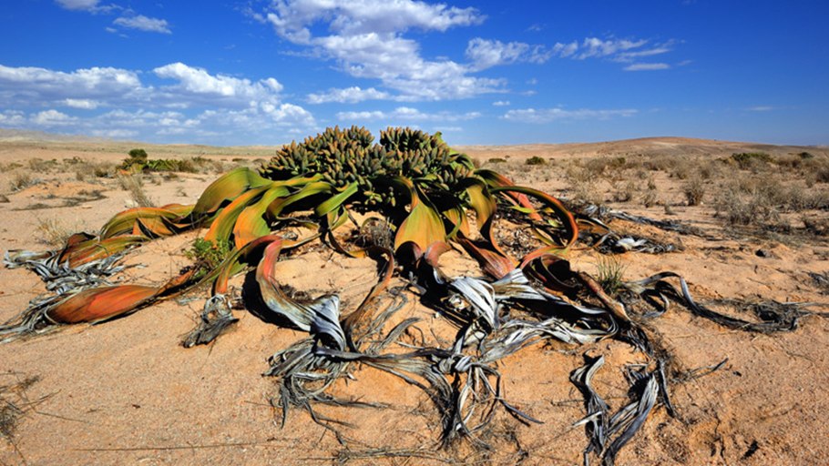 Растение пустыни вельвичия удивительная