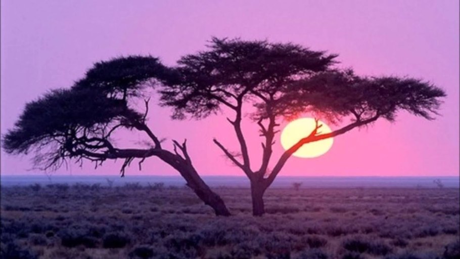 Двурогий носорог Африка