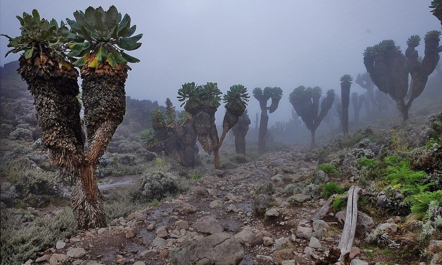 Килиманджаро гигантский крестовник