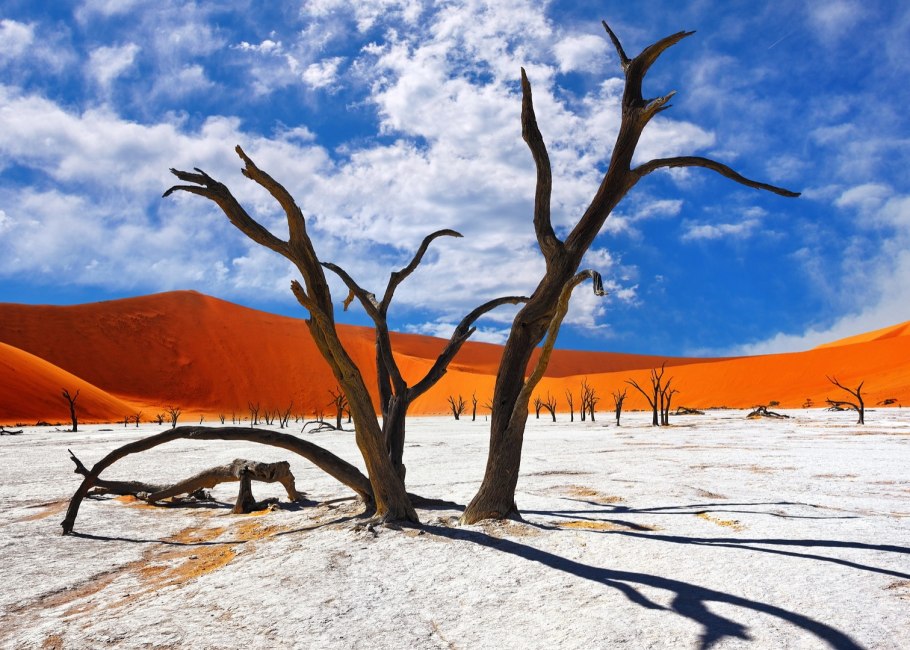 Пустыня Намиб растения
