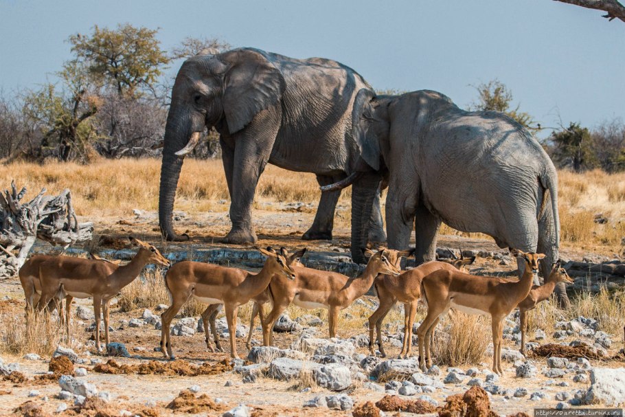 Ясуни Эквадор