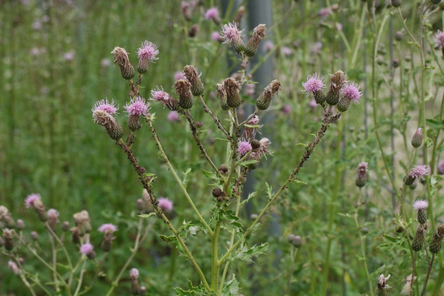 Осот полевой колючки