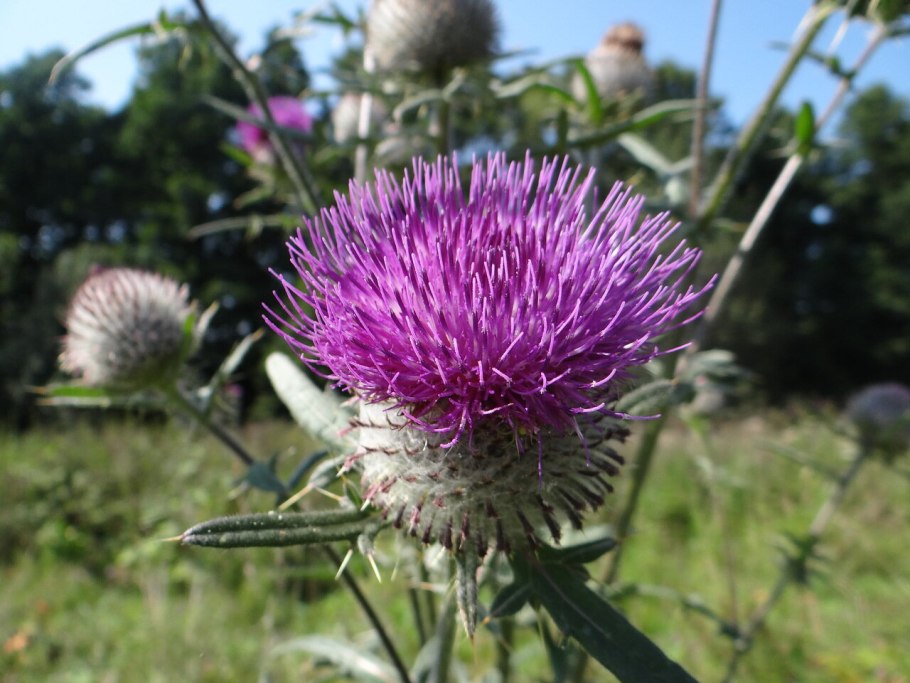 Бодяк полевой (Cirsium arvense)